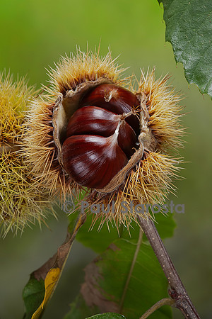 Castanea sativa (Châtaignier, châtaignier commun) - fruit (bogue)