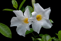 Mandevilla ‘Rio White’ (Dipladenia)