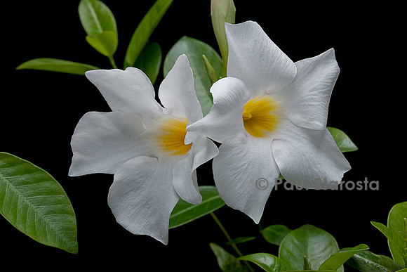 Mandevilla ‘Rio White’ (Dipladenia)