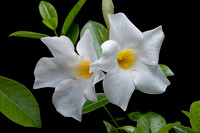 Mandevilla ‘Rio White’ (Dipladenia)