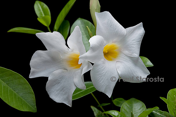 Mandevilla ‘Rio White’ (Dipladenia)