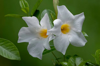 Mandevilla ‘Rio White’ (Dipladenia)