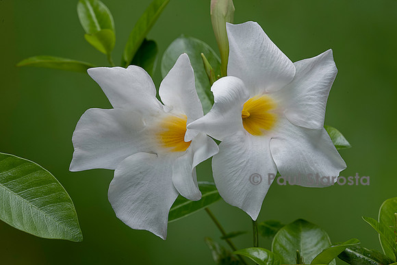 Mandevilla ‘Rio White’ (Dipladenia)