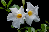 Mandevilla ‘Rio White’ (Dipladenia)