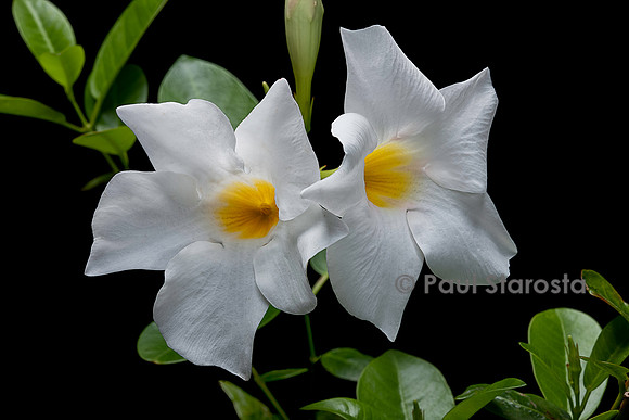 Mandevilla ‘Rio White’ (Dipladenia)