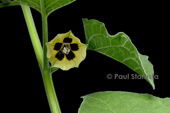Physalis peruviana (coqueret du Pérou) - fleur