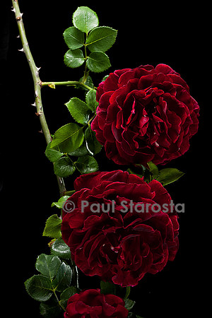 Rosa X damascena ‘Thor’