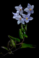 Solanum laxum (morelle faux jasmin)