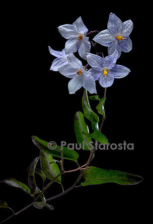 Solanum laxum (morelle faux jasmin)