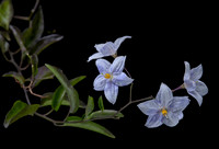 Solanum laxum (morelle faux jasmin)