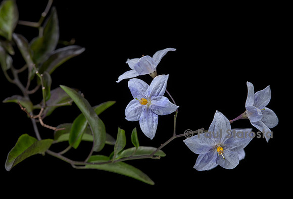 Solanum laxum (morelle faux jasmin)