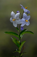 Solanum laxum (morelle faux jasmin)