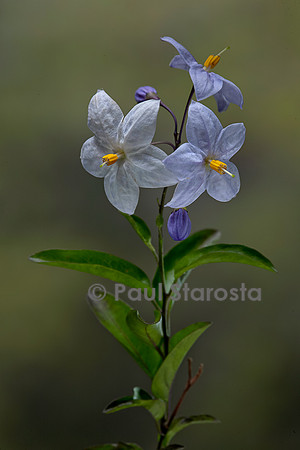 Solanum laxum (morelle faux jasmin)
