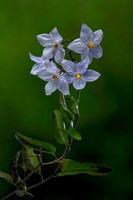 Solanum laxum (morelle faux jasmin)
