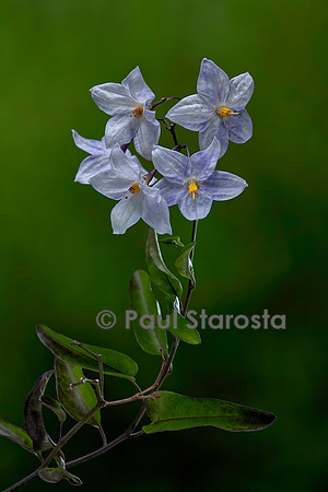 Solanum laxum (morelle faux jasmin)