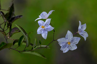 Solanum laxum (morelle faux jasmin)