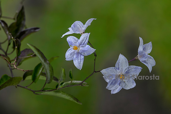 Solanum laxum (morelle faux jasmin)