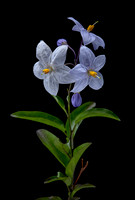 Solanum laxum (morelle faux jasmin)