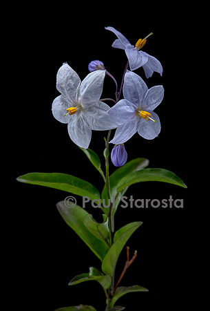 Solanum laxum (morelle faux jasmin)