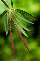 Nerium oleander (laurier-rose) - fruits