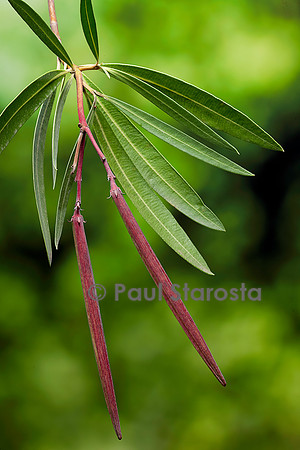 Nerium oleander (laurier-rose) - fruits