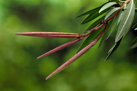 Nerium oleander (laurier-rose) - fruits