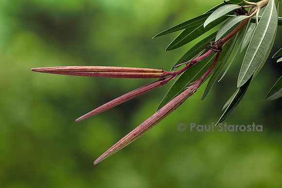 Nerium oleander (laurier-rose) - fruits