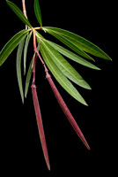 Nerium oleander (laurier-rose) - fruits