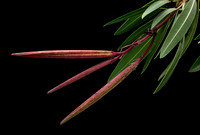 Nerium oleander (laurier-rose) - fruits
