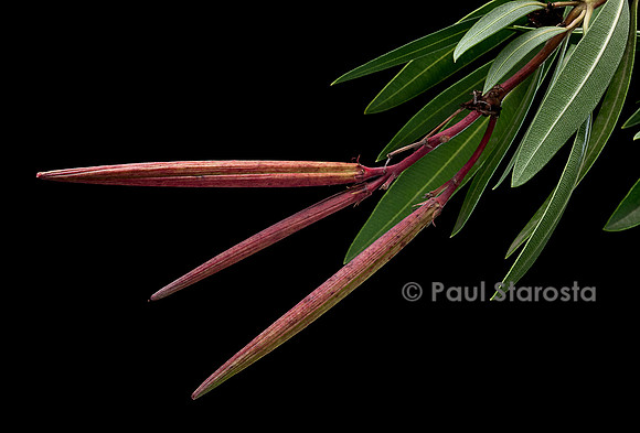 Nerium oleander (laurier-rose) - fruits