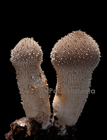 Lycoperdon perlatum (vesse-de-loup perlée)