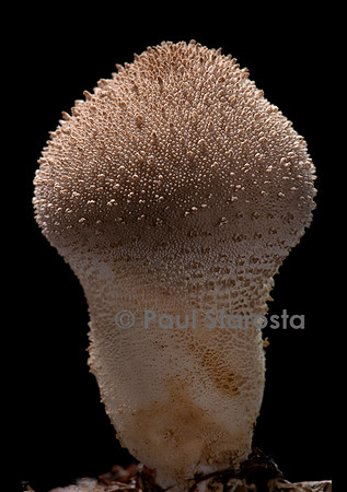 Lycoperdon perlatum (vesse-de-loup perlée)