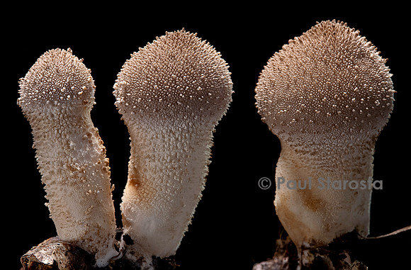 Lycoperdon perlatum (vesse-de-loup perlée)