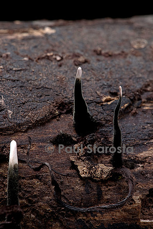 Xylaria hypoxylon (xylaire du bois)