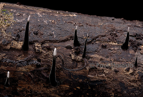 Xylaria hypoxylon (xylaire du bois)