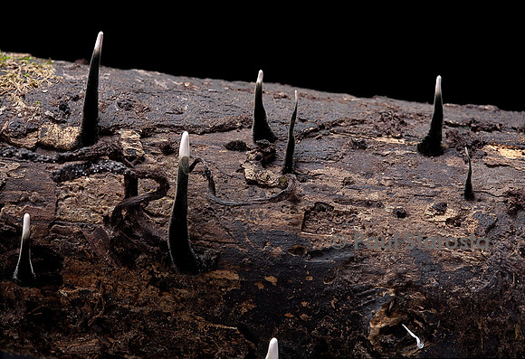Xylaria hypoxylon (xylaire du bois)