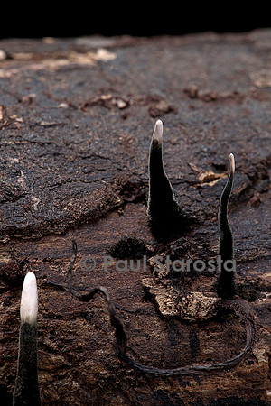 Xylaria hypoxylon (xylaire du bois)