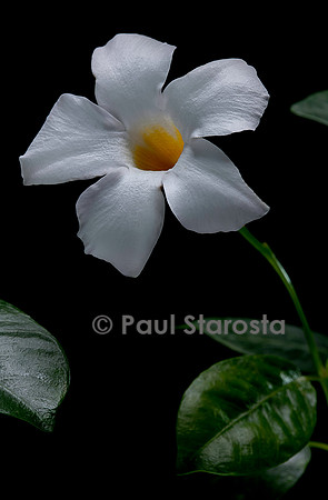 Mandevilla ‘Rio White’ (Dipladenia)