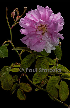 Rosa X centifolia (Rose de Mai)