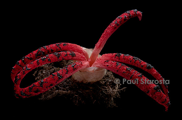 Clathrus archeri (anthurus d'Archer, anthurus étoilé, doigts du diable)