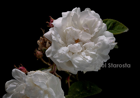 Rosa X centifolia var. mutabilis