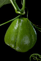 Sechium edule (chayote, chayotte, séchion, christophine, chouchou) - fruit