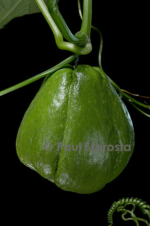 Sechium edule (chayote, chayotte, séchion, christophine, chouchou) - fruit