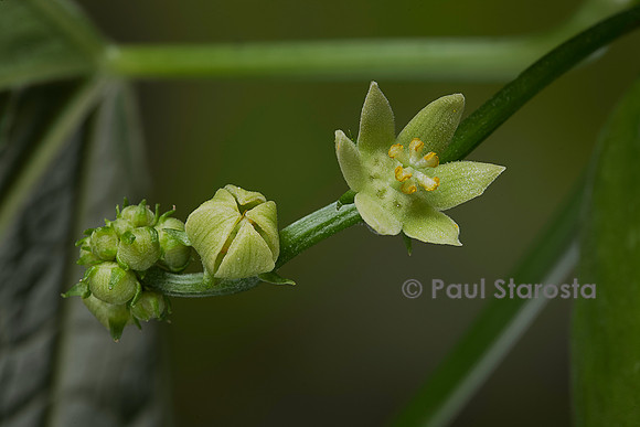 Sechium edule (chayote, chayotte, séchion, christophine, chouchou) - fleurs mâles