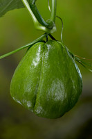 Sechium edule (chayote, chayotte, séchion, christophine, chouchou) - fruit