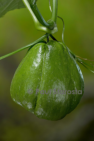 Sechium edule (chayote, chayotte, séchion, christophine, chouchou) - fruit