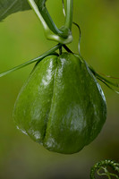 Sechium edule (chayote, chayotte, séchion, christophine, chouchou) - fruit