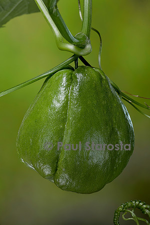 Sechium edule (chayote, chayotte, séchion, christophine, chouchou) - fruit