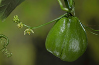 Sechium edule (chayote, chayotte, séchion, christophine, chouchou) - fruit et fleurs mâles