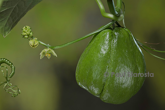 Sechium edule (chayote, chayotte, séchion, christophine, chouchou) - fruit et fleurs mâles
